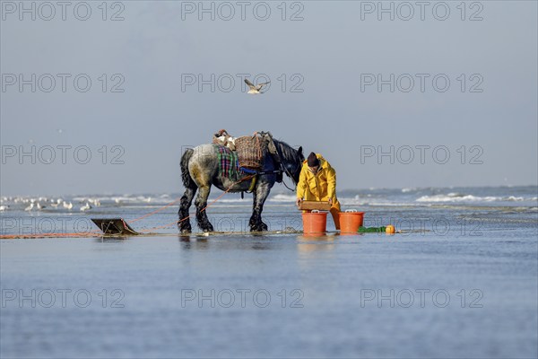Horse fishermen at work, catching Brown shrimp (Crangon crangon), Koksijde, North Sea coast,