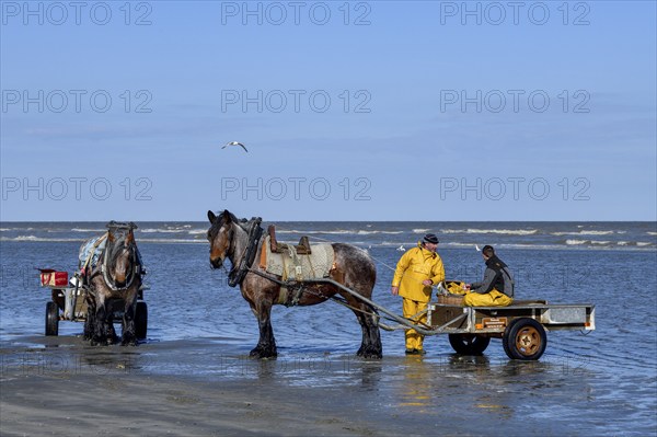 Horse fishermen at work, catching Brown shrimp (Crangon crangon), Koksijde, North Sea coast,