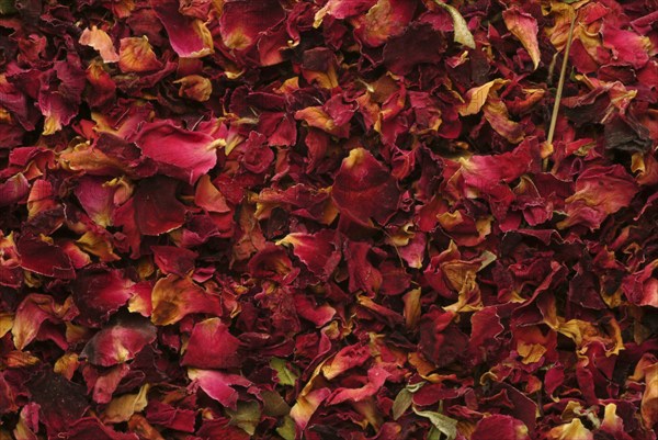 Dried petals of the medicinal plant rose, fragrant rose, Rosa gallica officinalis, The rose is also