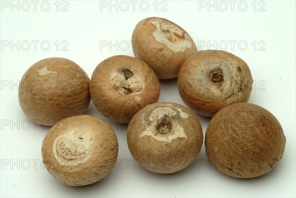 Supari, Areca nut, betel nut, areca nut, puga, pinag, whole fruit, fruit of the areca palm (Areca