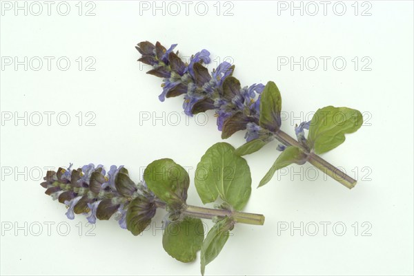 Blue bugles (Ajuga reptans), also known as guilder's goutweed, medicinal plant, infusion of dried