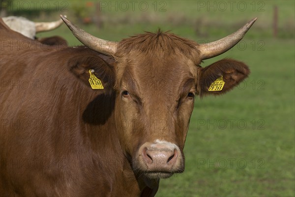 Portrait of Buntscheck cattle, Franconia, Bavaria, Germany, Europe