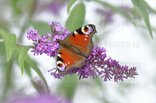 European peacock (Aglais io), on summer lilac or butterfly-bush (Buddleja davidii), Wilden, North
