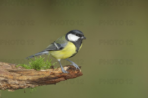 Great tit (Parus major), male sitting on a tree root, Wilden, North Rhine-Westphalia, Germany,