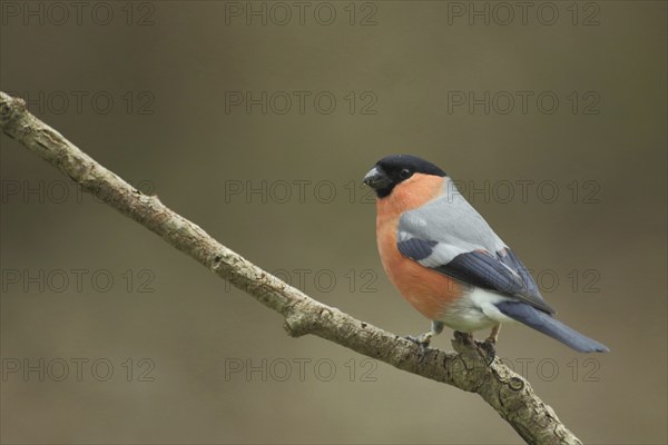 Male eurasian bullfinch (Pyrrhula pyrrhula) in Bad Schönborn, Baden-Württemberg, Germany, Europe