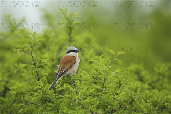 Male Red-backed Shrike (Lanius collurio), Rohrbach, Karlstadt, Main, Lower Franconia, Franconia,