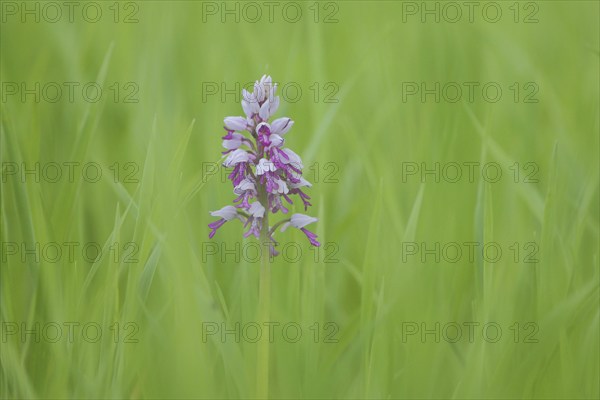 Military orchid (Orchis militaris) in green grass meadow, Karlstadter Trockengebiete,