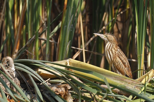 Little Bittern (Ixobrychus minutus), young bird, Middle Elbe Biosphere Reserve, Dessau-Roßlau,