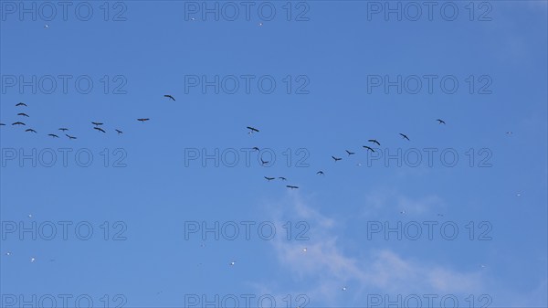 Flock of birds, formation flight, Levanzo, Egadi Islands, Sicily, Italy, Europe