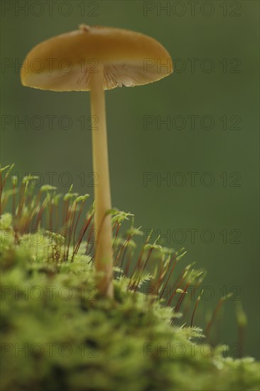 Golden-brown roof mushroom (Pluteus chrysophaeus) in moss, nature, mustard yellow roof mushroom,