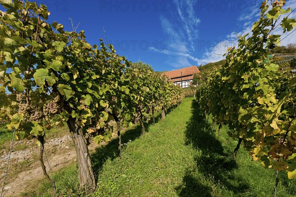 Klaus Zimmerling Winery