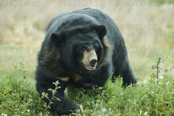 American black bear (Ursus americanus), captive, distribution North America