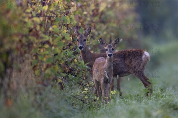 Doe with fawn (Capreolus capreolus) in autumn leaves, Wittlich, Rhineland-Palatinate, Germany,