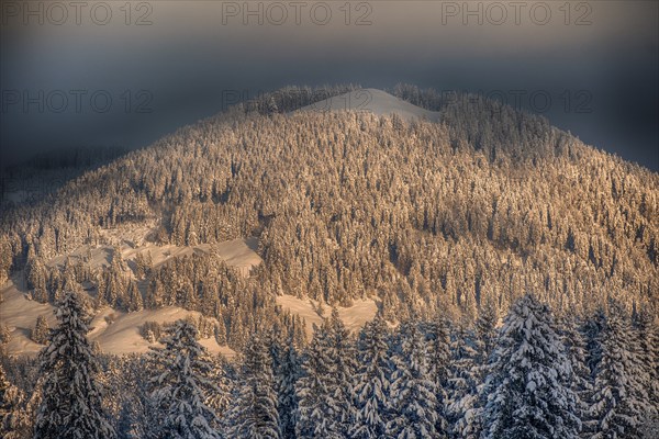 Winter, mountain, morning mood, sunrise, light, Christmas time, conifer, nature, hiking, Heiglkopf,