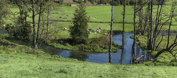 Sheep (Ovis) grazing at the river Trubach, Egloffstein, Upper Franconia, Bavaria, Germany, Europe