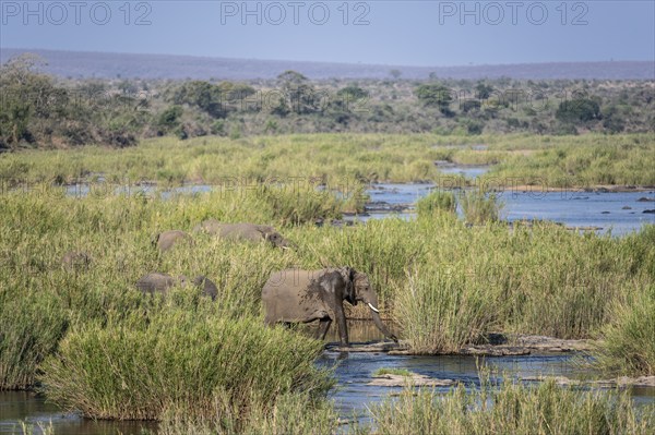 African elephants (Loxodonta africana) in the swamp near Lower Sabie Rest Camp, Kruger National