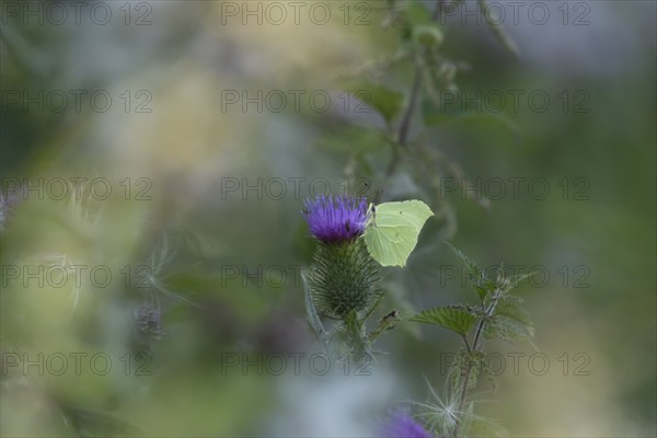 Brimstone (Gonepteryx rhamni) butterfly adult male feeding on a Spear thistle (Cirsium vulgare)