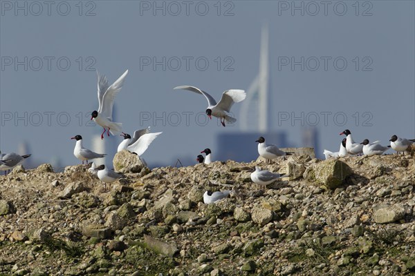 Mediterranean gull (Ichthyaetus melanocephalus) adult birds on a rock, Hampshire, England, United