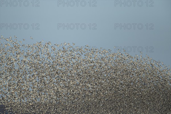Red knot (Calidris canutus) adult birds flying in a flock, Norfolk, England, United Kingdom, Europe