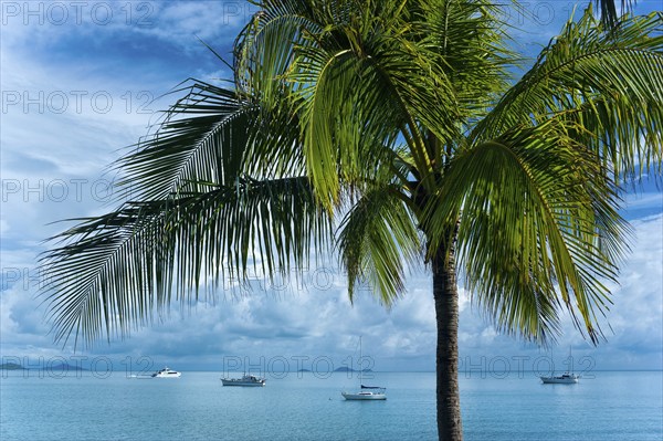 Bay with palm tree, sailing ships, travel, holiday, sea, tropics, nice weather, Arlie Beach,