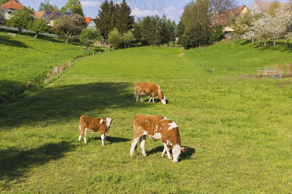 Cows in a pasture