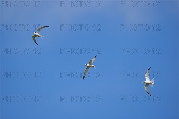 Little terns (Sternula albifrons) flying in the sky, Camargue, France, Europe