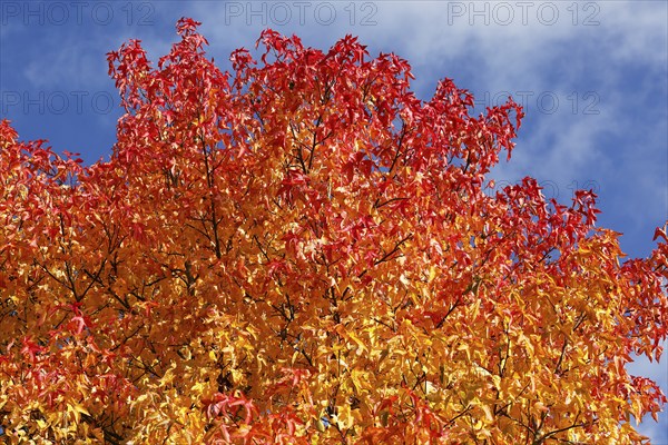 American sweetgum (Liquidambar styraciflua) in colourful autumn colours, Schleswig-Holstein,