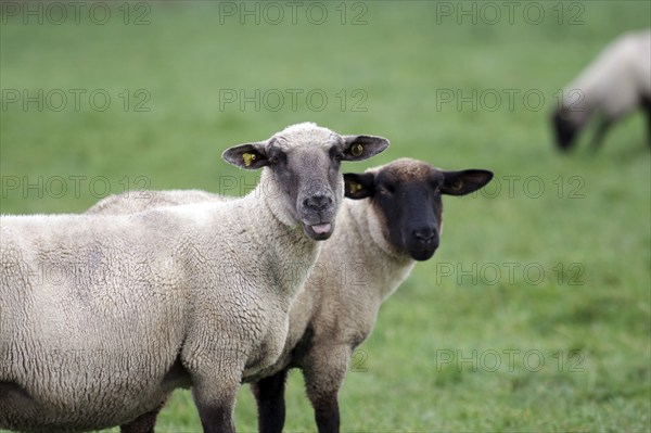 Sheep (Ovis), black-headed sheep, portrait, wool, pasture, domestic animal, Germany, Two sheep are