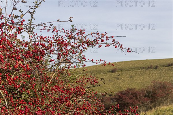 Red berries, hawthorn (Crataegus), Truleigh Hill, Shoreham by Sea, South Downs, West Sussex,