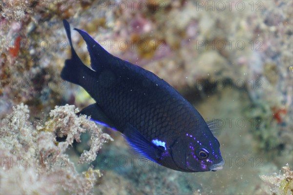 Neon reef fish (Abudefduf luridus), El Cabron marine reserve dive site, Arinaga, Gran Canaria,