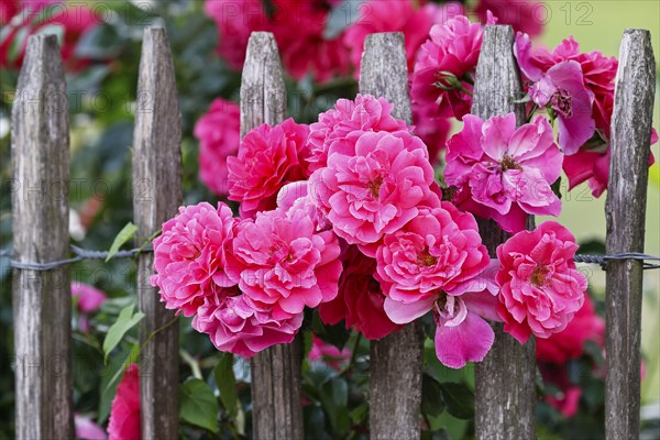 Flowering pink roses (Rosa) on a picket fence in a cottage garden, rose blossom,