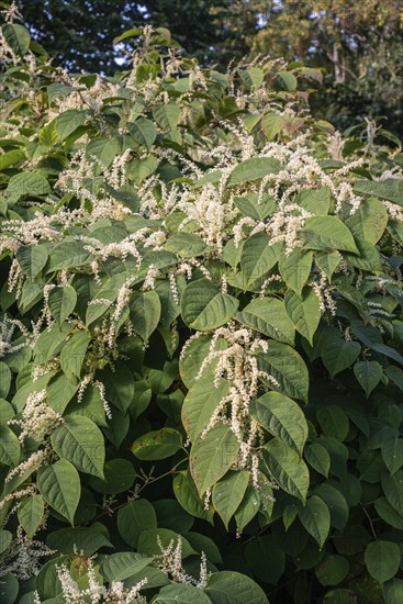 Flowering Japanese Knotweed (Fallopia Japonica), an invasive piece in Abbekås, Skurup Municipality,