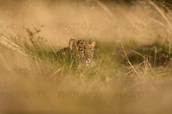 Indian leopard (Panthera pardus fusca), young animal on meadow