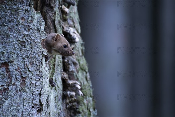 Beech marten (Martes foina), Bitburg, Rhineland-Palatinate, Germany, Europe