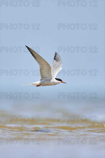 Elegant tern (Thalasseus elegans) flying in the sky above the sea, hunting, ebro delta, Catalonia,