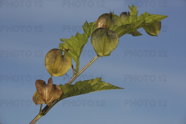 Branch of a bladder cherry (Physalis alkekengi) with fruit capsule, nature, lantern, fruit, detail,