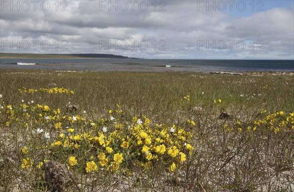 Common horn clover (Lotus corniculatu) on the shore of the Barents Sea, Lapland, Northern Norway,