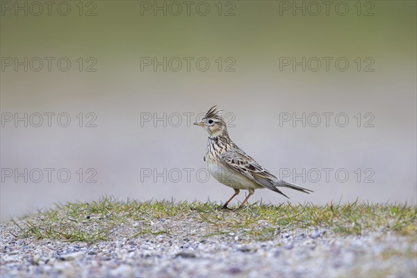 Eurasian skylark (Alauda arvensis) foraging on the ground with raised crest on head in spring