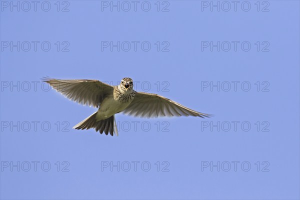 Eurasian skylark (Alauda arvensis) singing in flight against blue sky in spring