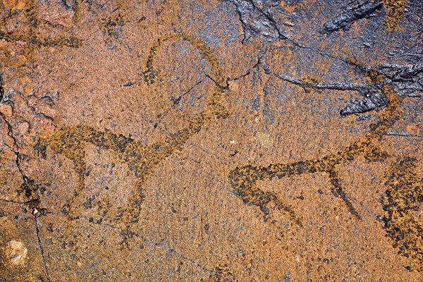 Petroglyphs of Siberian ibex (Capra sibirica), up to 2500 years old, West Karakol Valley, Tien Shan
