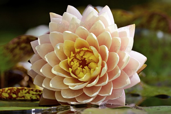 Water lily (Nymphaea), Blushing Bride variety, yellow-pink flower, North Rhine-Westphalia, Germany,