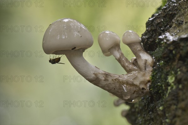 Porcelain fungi (Oudemansiella mucida), Emsland, Lower Saxony, Germany, Europe
