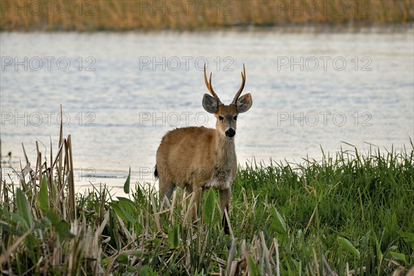 Pampas deer (Ozotoceros bezoarticus), male, in Colonia Carlos Pellegrini, Esteros del Iberá,