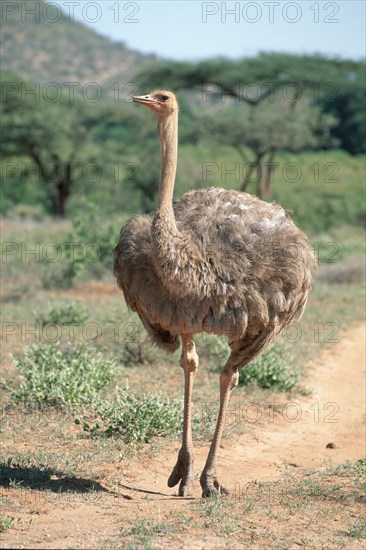 Somali ostrich, female, Samburu Game Reserve (Struthio camelus molybdophanes), Kenya, Africa