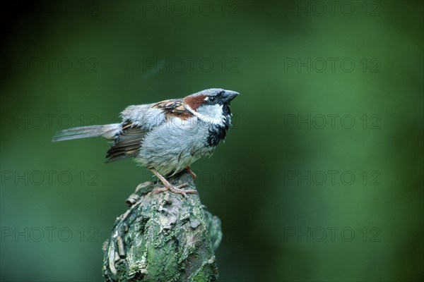 House Sparrow (Passer domesticus), male, house sparrow, male, Germany, sparrows, Europe
