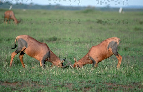 Topis, fighting male, Serengeti National Park (Damaliscus lunatus korrigum), page, Tanzania, Africa
