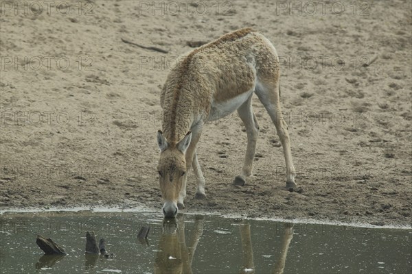 Onager (Equus hemionus), water, drink, shore, captive