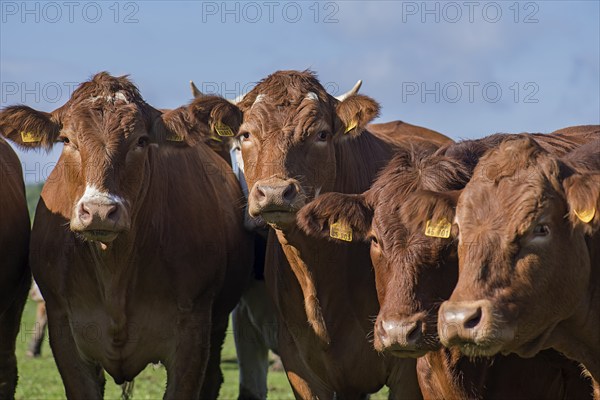 Buntscheck cows on pasture, Franconia, Bavaria, Germany, Europe