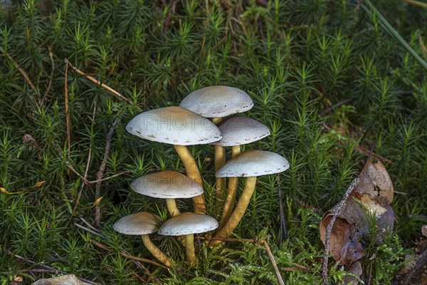 Green-leaved sulphur tuft (Hypholoma fasciculare) in a mixed forest, Franconia, Bavaria, Germany,