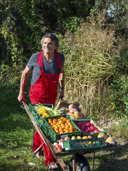 Man in red work trousers pushes wheelbarrow full of different fruits on green path, healthy eating,